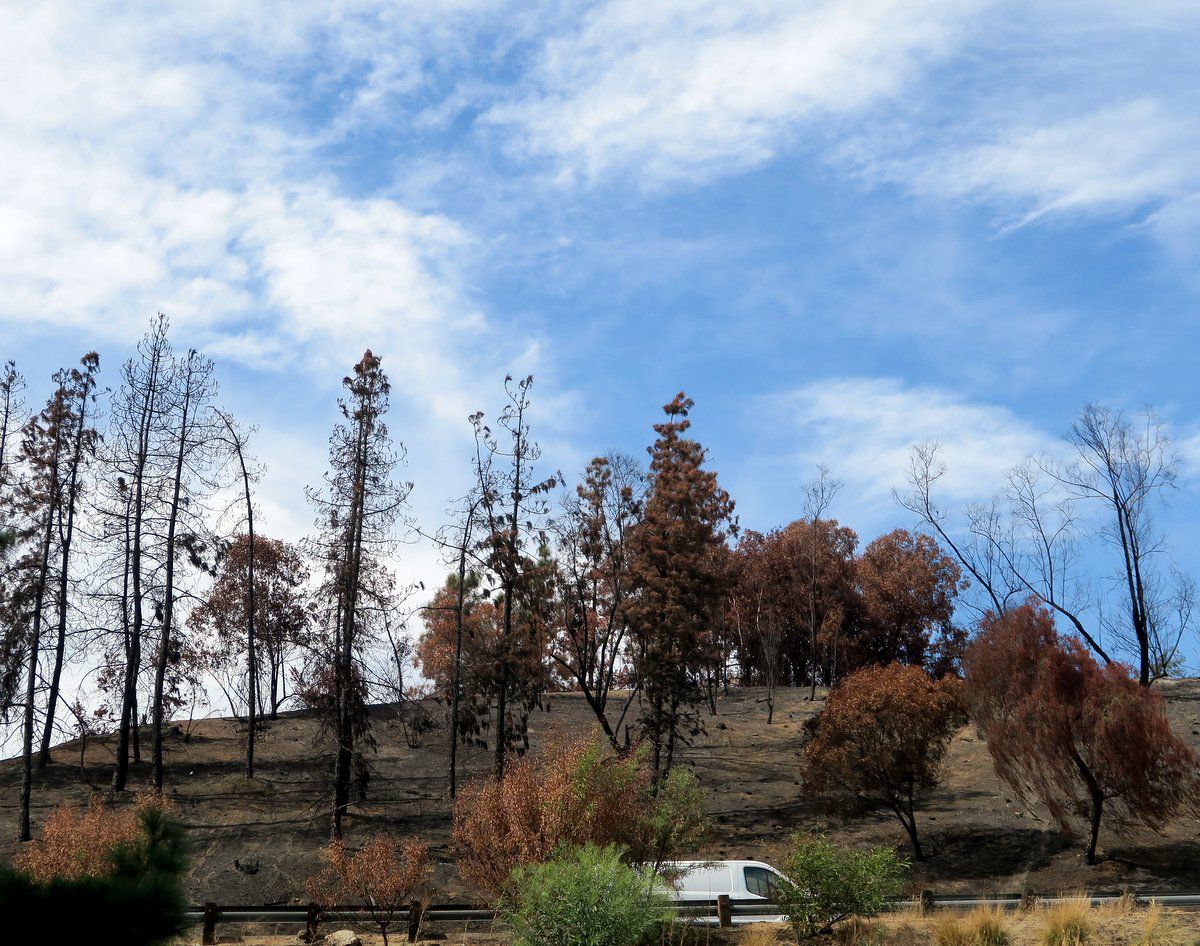 Trees blackened by the Eagle Rock fire